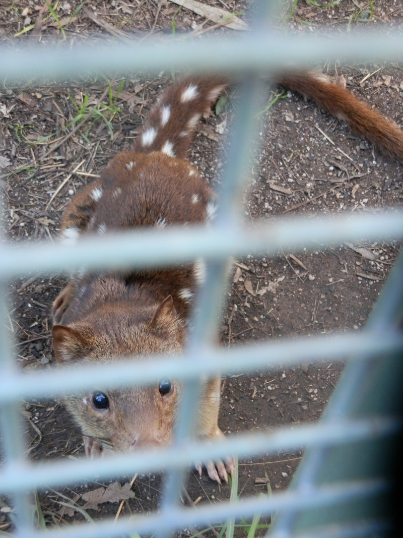 Spotted Quoll