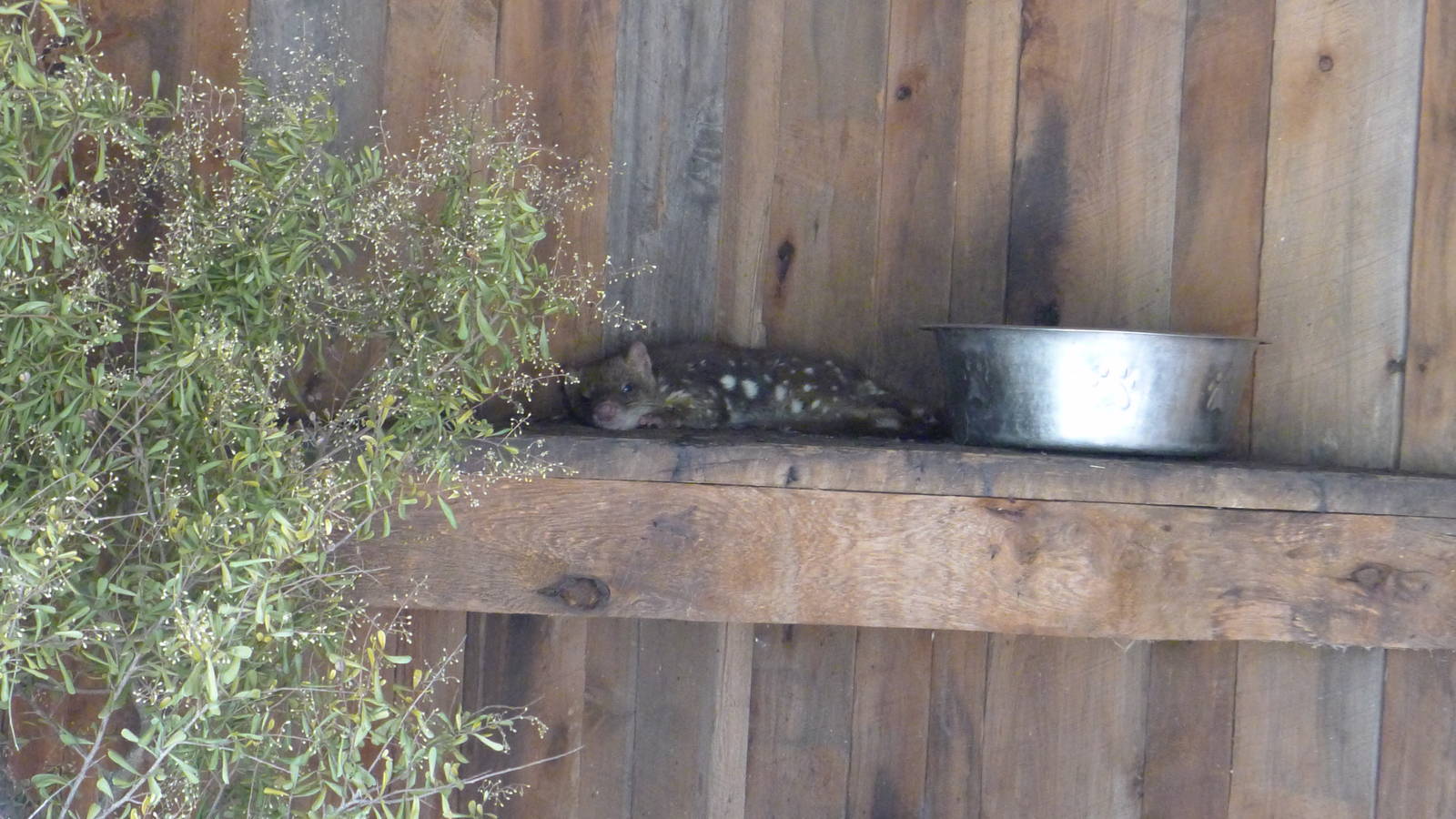 Spotted Quoll
