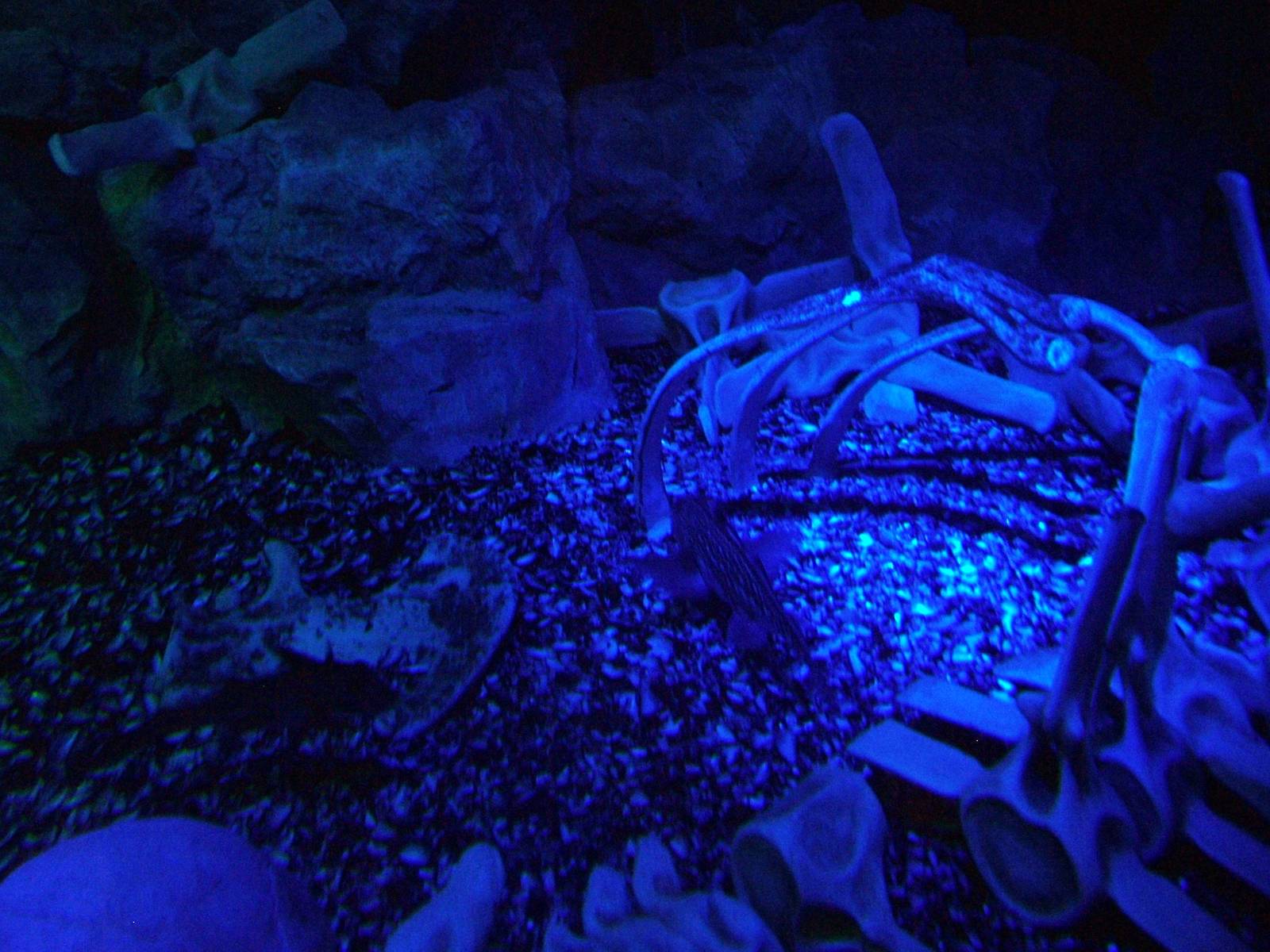Spotted Rabbitfish at The Deep, 08/12/07