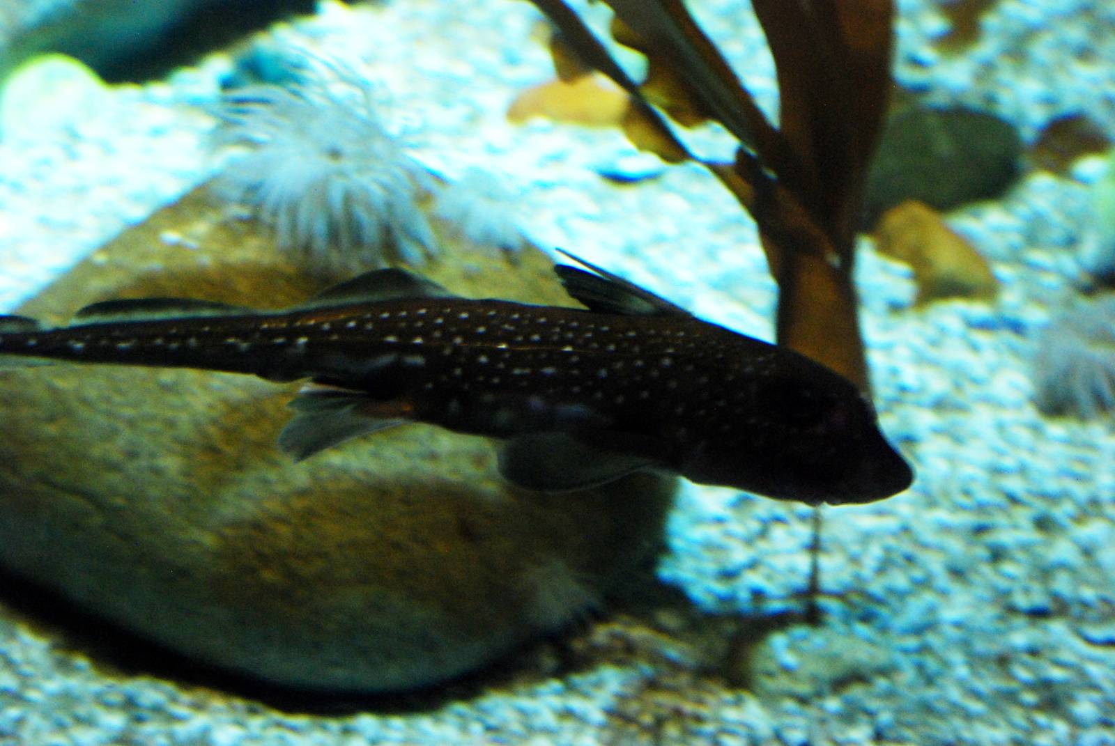 Spotted Rabbitfish at The Deep, 29/09/12