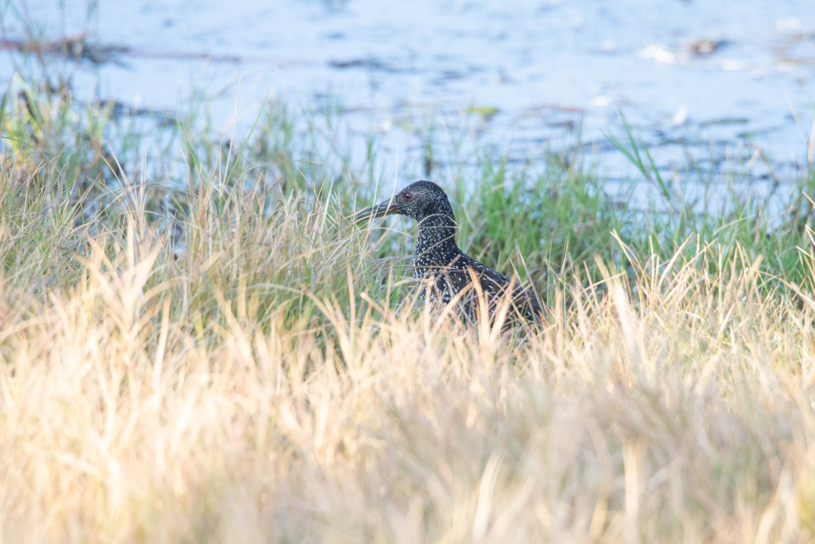 Spotted Rail- Pardirallus maculatus