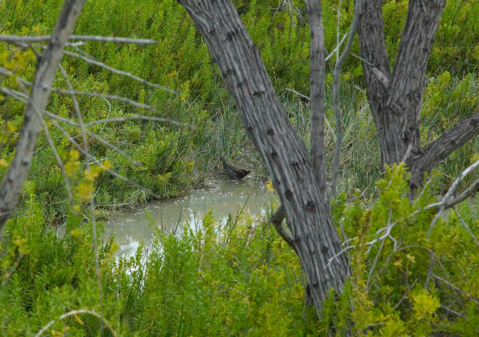 Spotted Rail (Pardirallus maculatus)