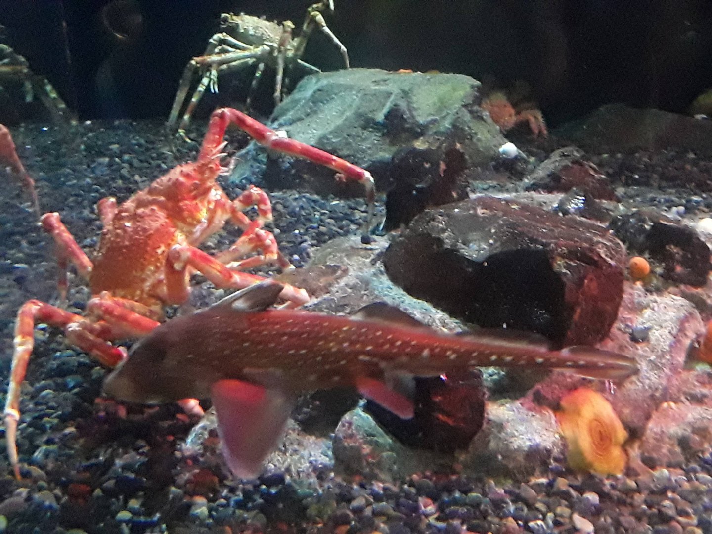 Spotted Ratfish and Japanese Spider Crab