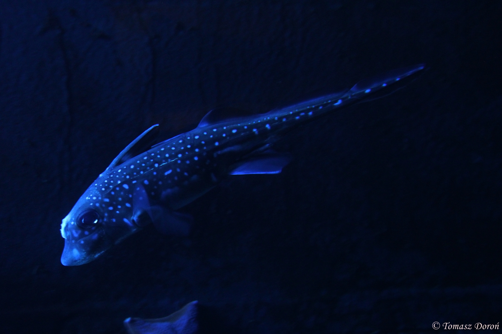 Spotted Ratfish (Hydrolagus colliei)