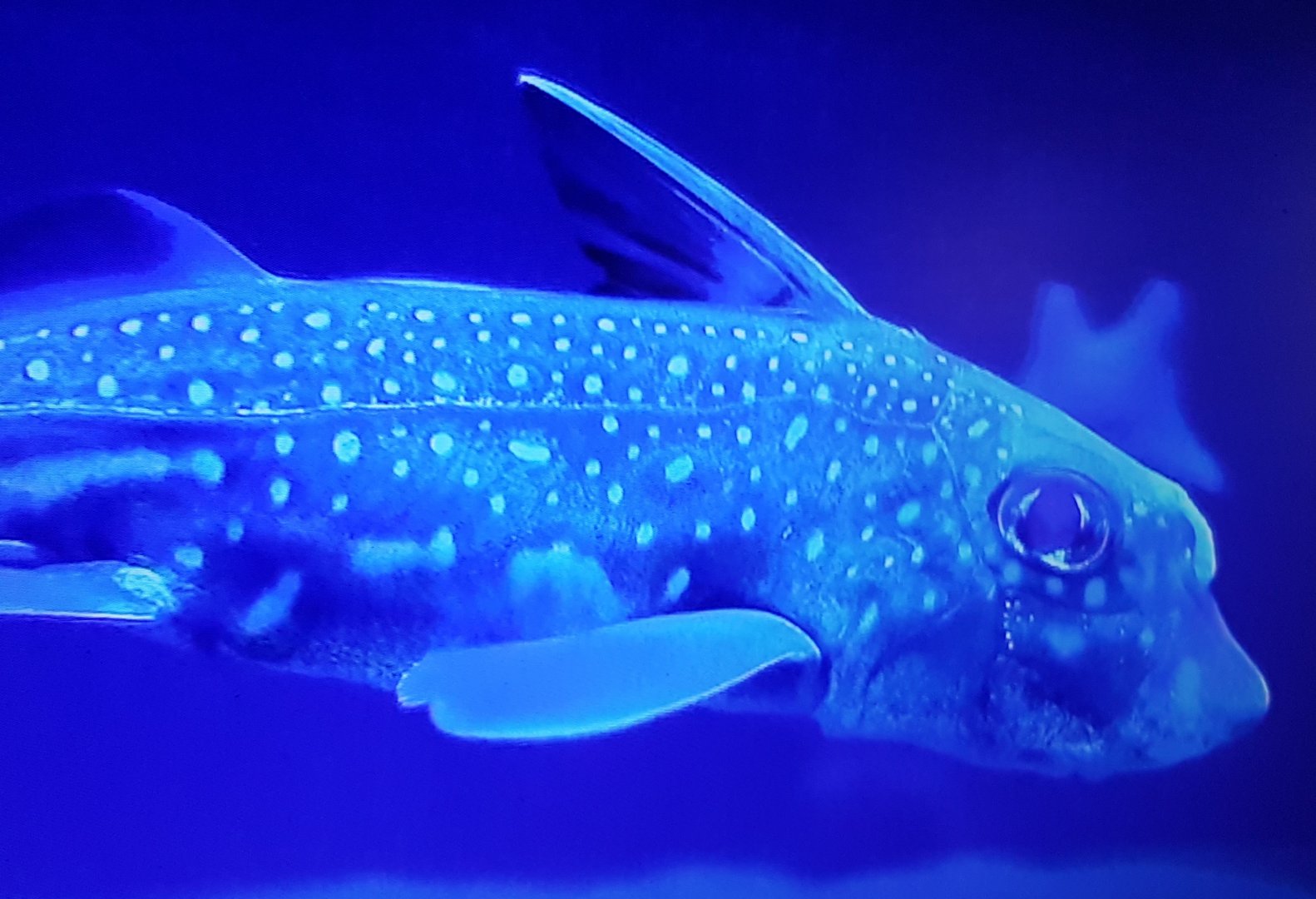 Spotted ratfish - Hydrolagus colliei