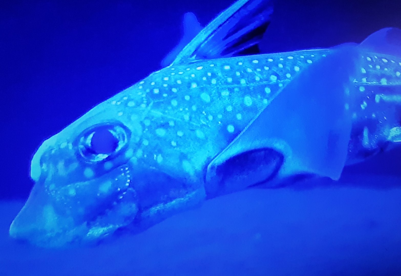 Spotted ratfish - Hydrolagus colliei