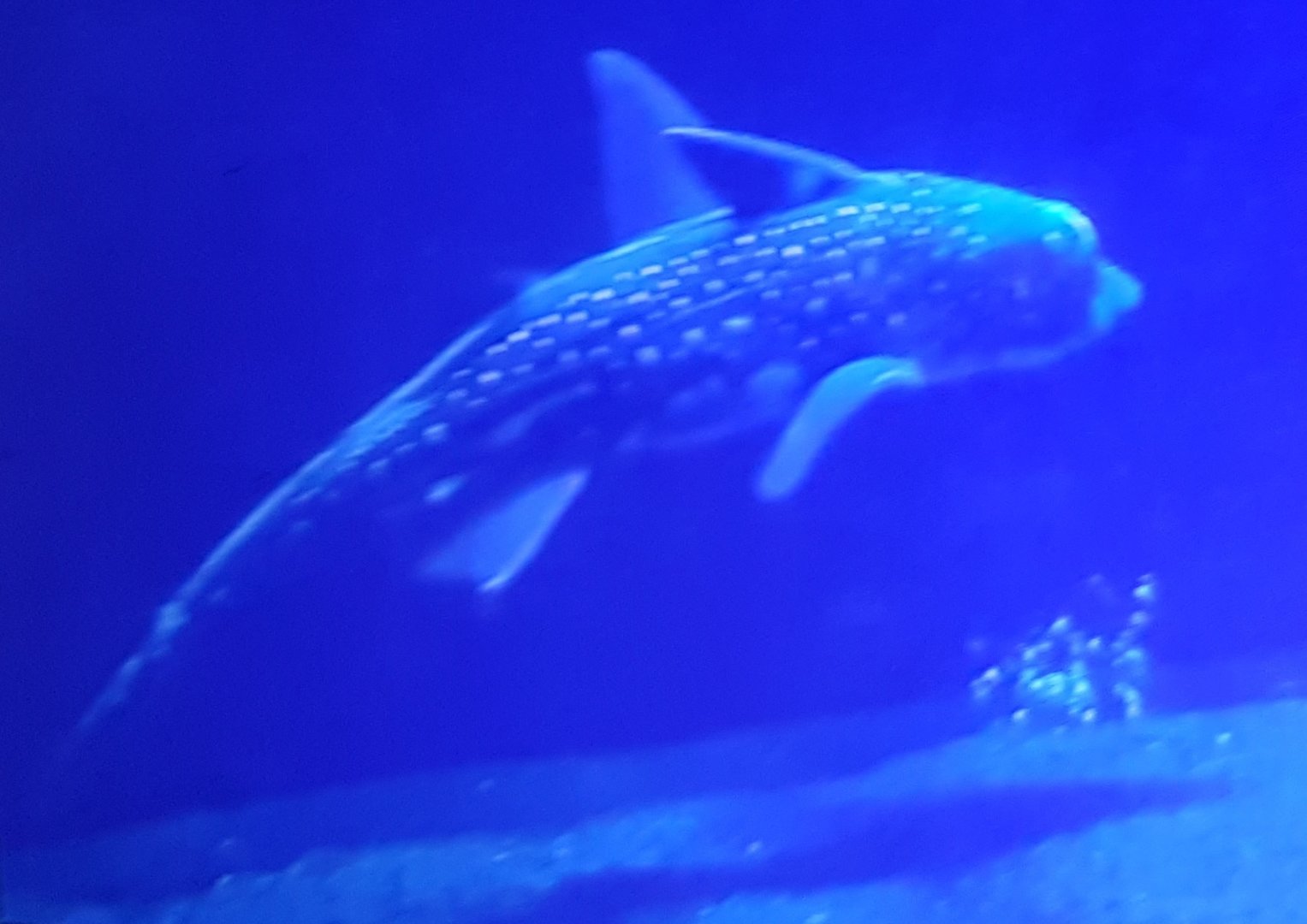 Spotted ratfish - Hydrolagus colliei