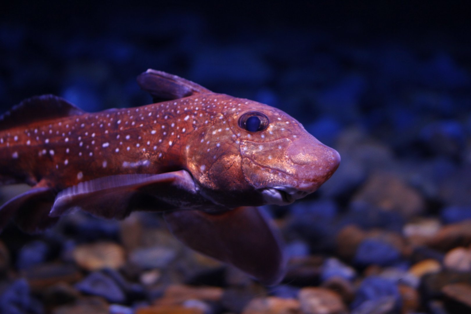 Spotted ratfish (Hydrolagus colliei)
