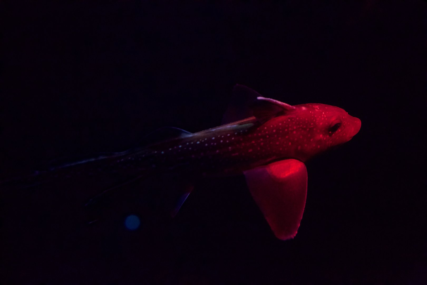 Spotted Ratfish/ Hydrolagus colliei