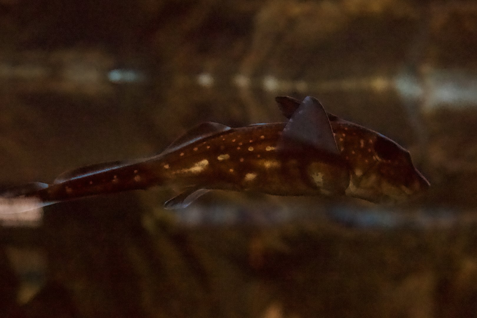 Spotted Ratfish/ Hydrolagus colliei