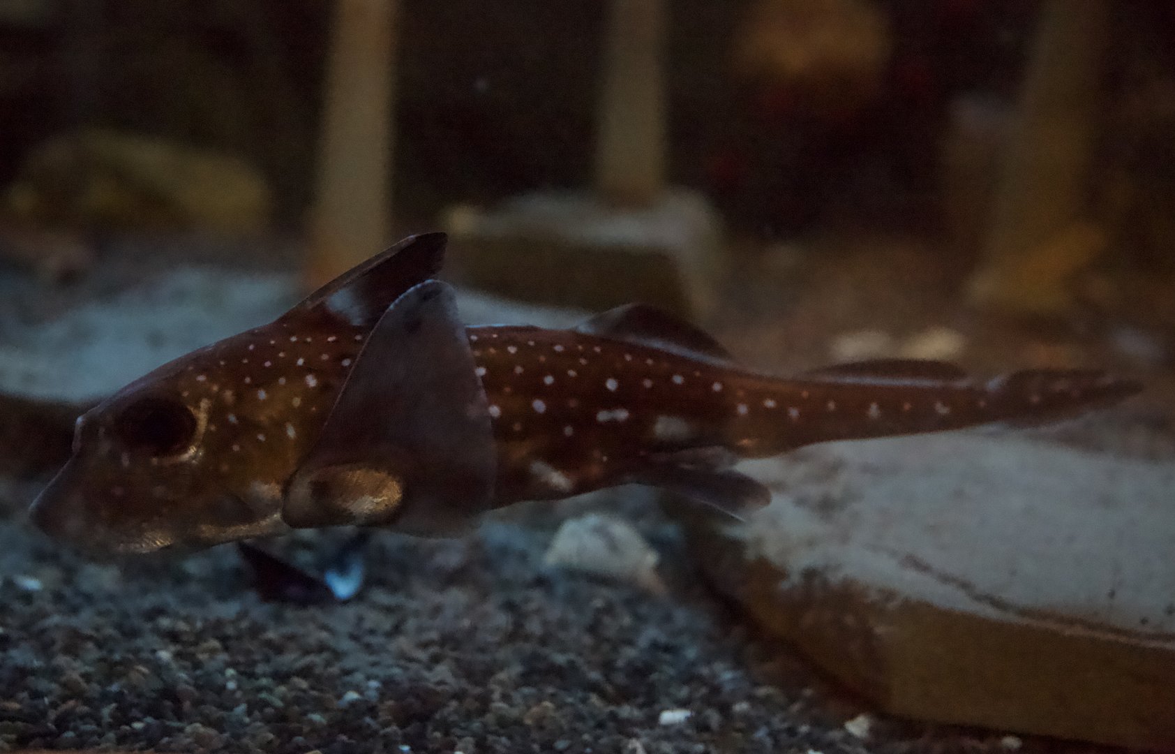 Spotted Ratfish/ Hydrolagus colliei