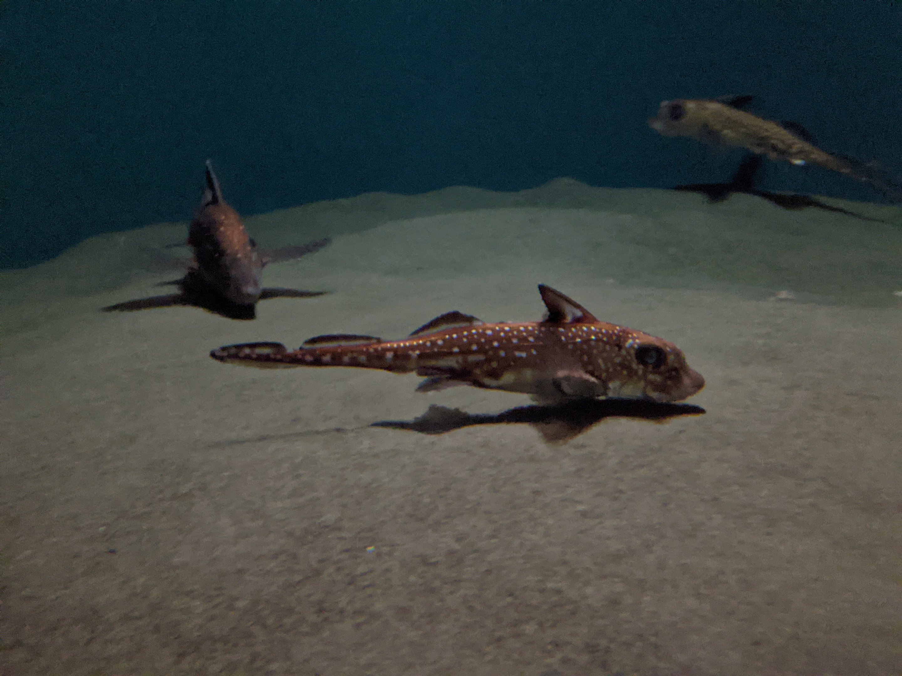 Spotted Ratfish (Hydrolagus colliei)