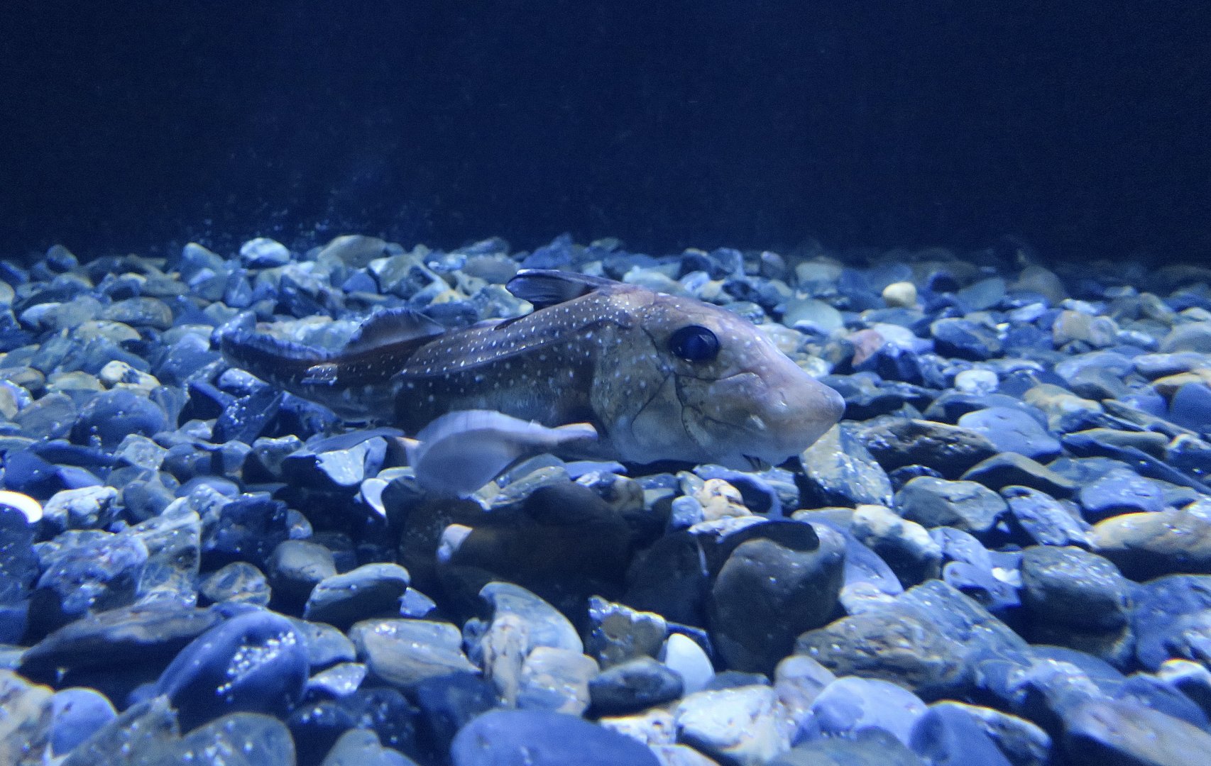 Spotted Ratfish (Hydrolagus colliei)