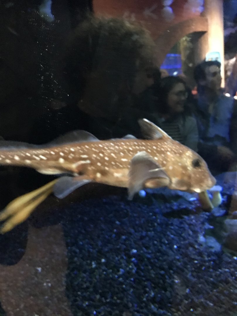 Spotted ratfish