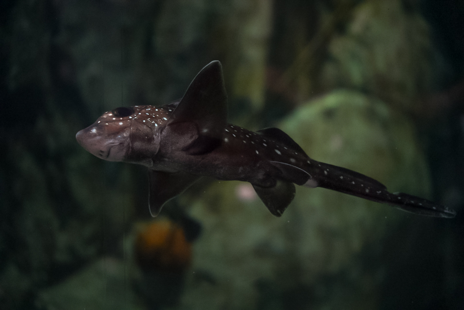 Spotted Ratfish