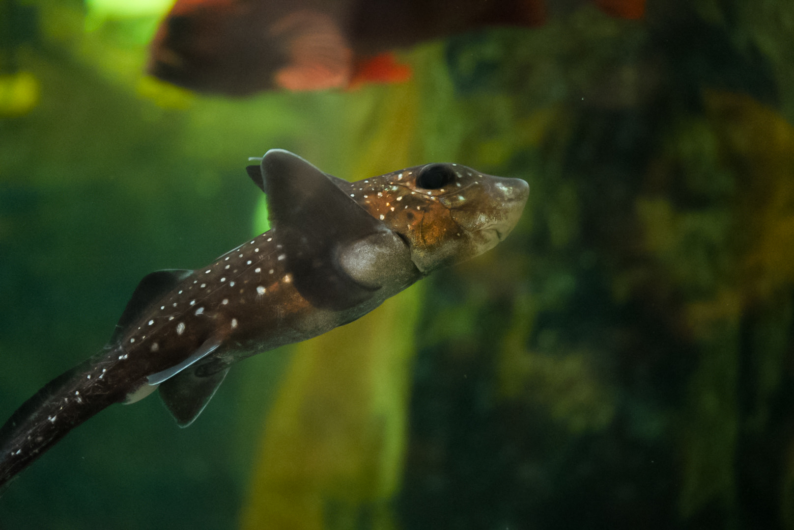 Spotted Ratfish