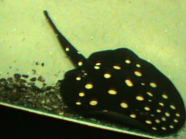 spotted ray 030910