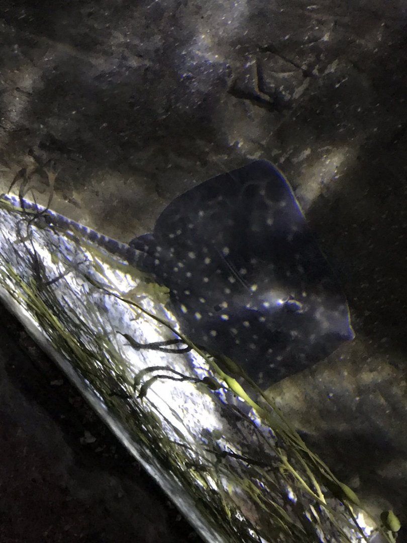 Spotted ray? 090818