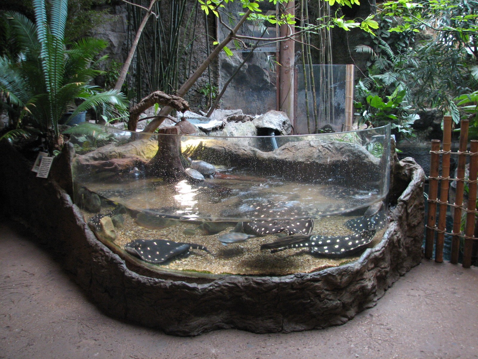Spotted Ray Exhibit