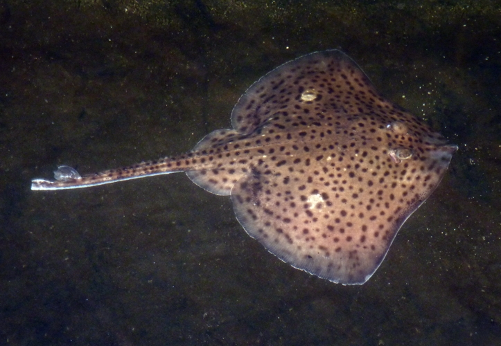 Spotted ray (Raja montagui)