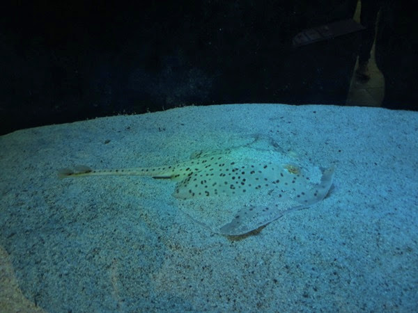 Spotted ray (Raja montagui)