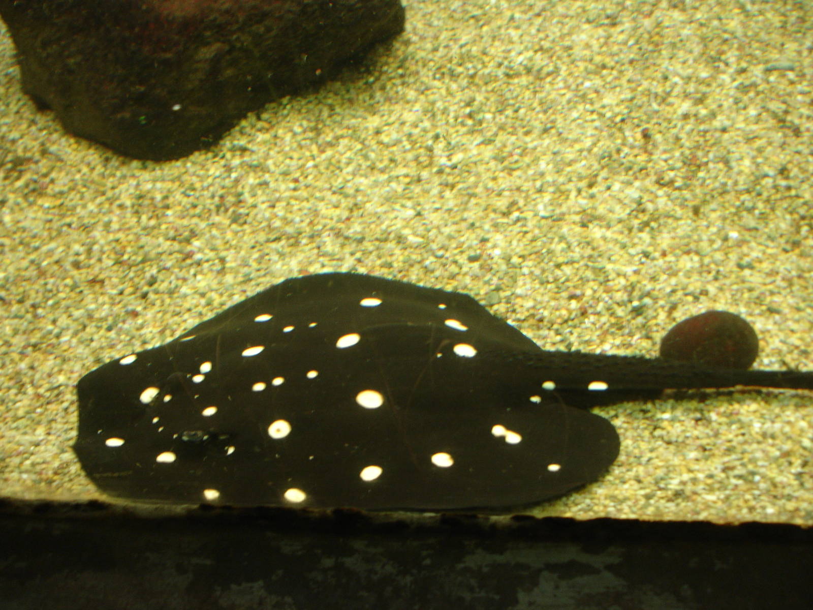 Spotted Ray