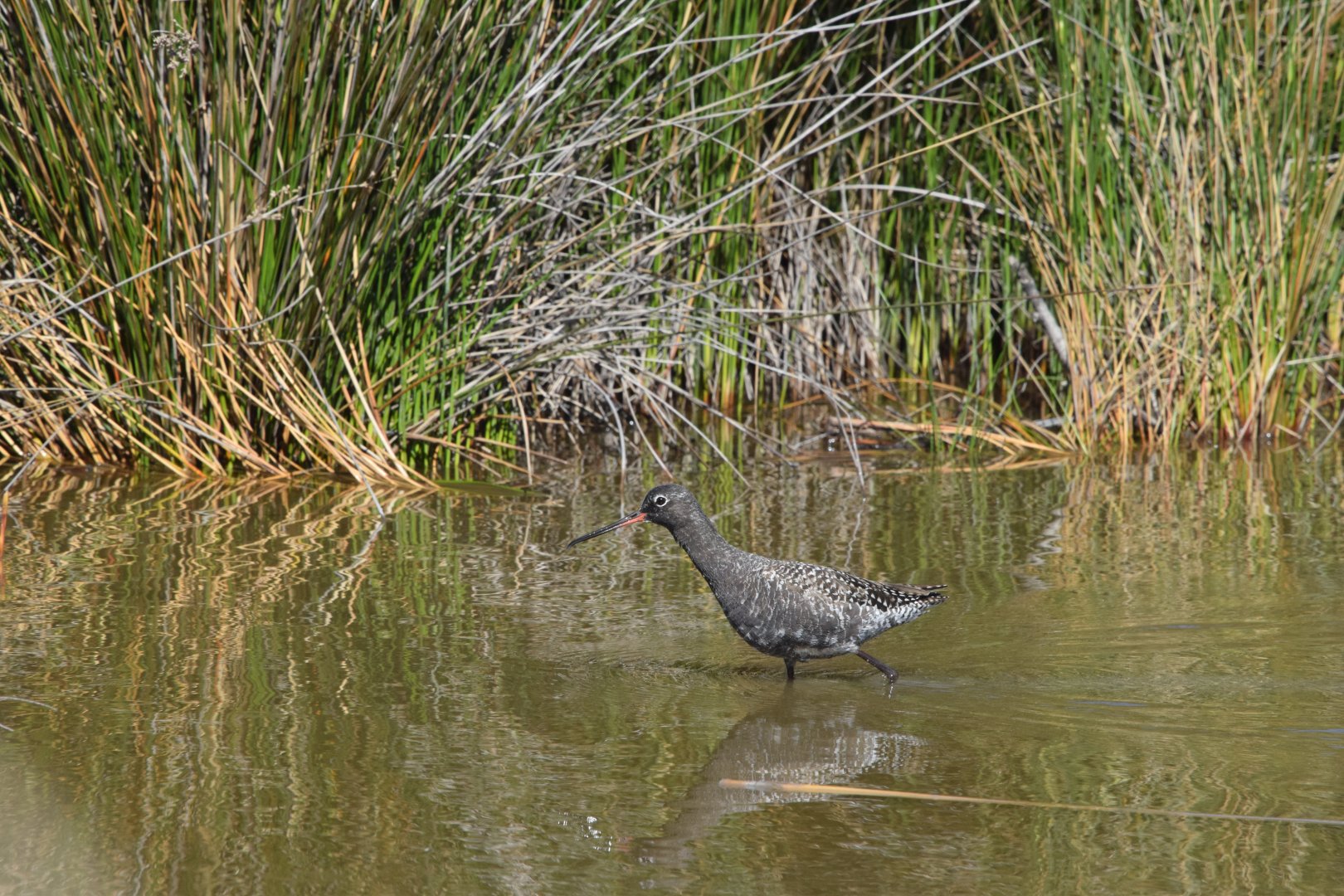 Spotted redshank - Parc Ornithologique de Pont de Gau