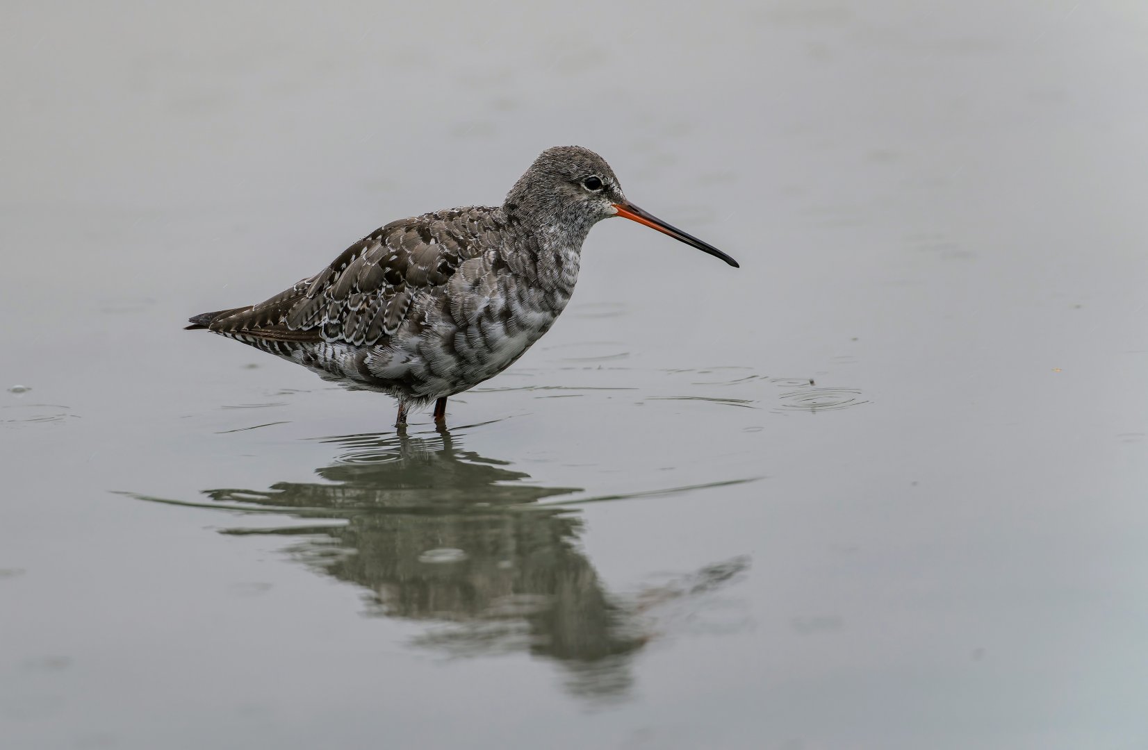 Spotted Redshank (wild) UK