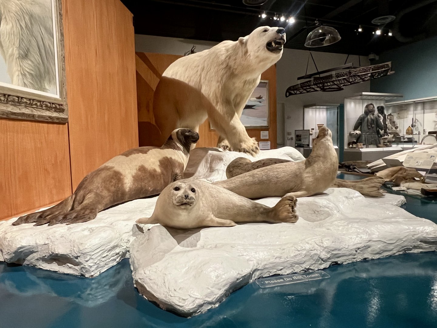 Spotted, Ringed, and Ribbon Seals