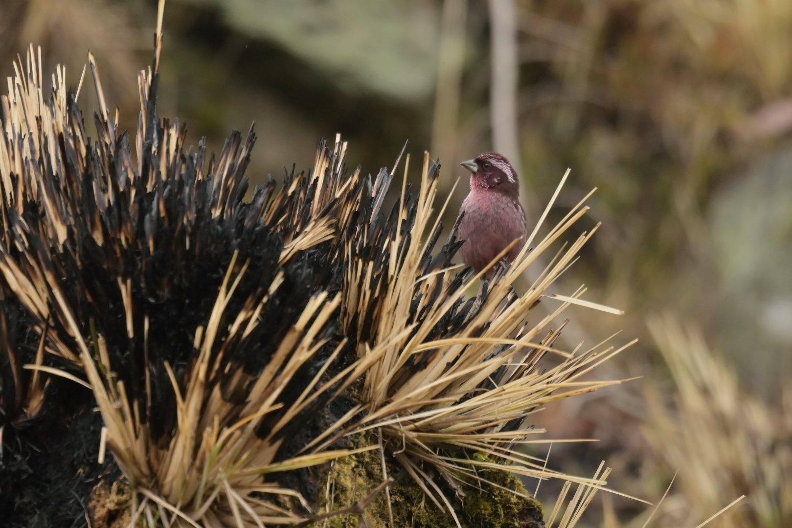 Spotted Rosefinch Carpodacus rodopeplus