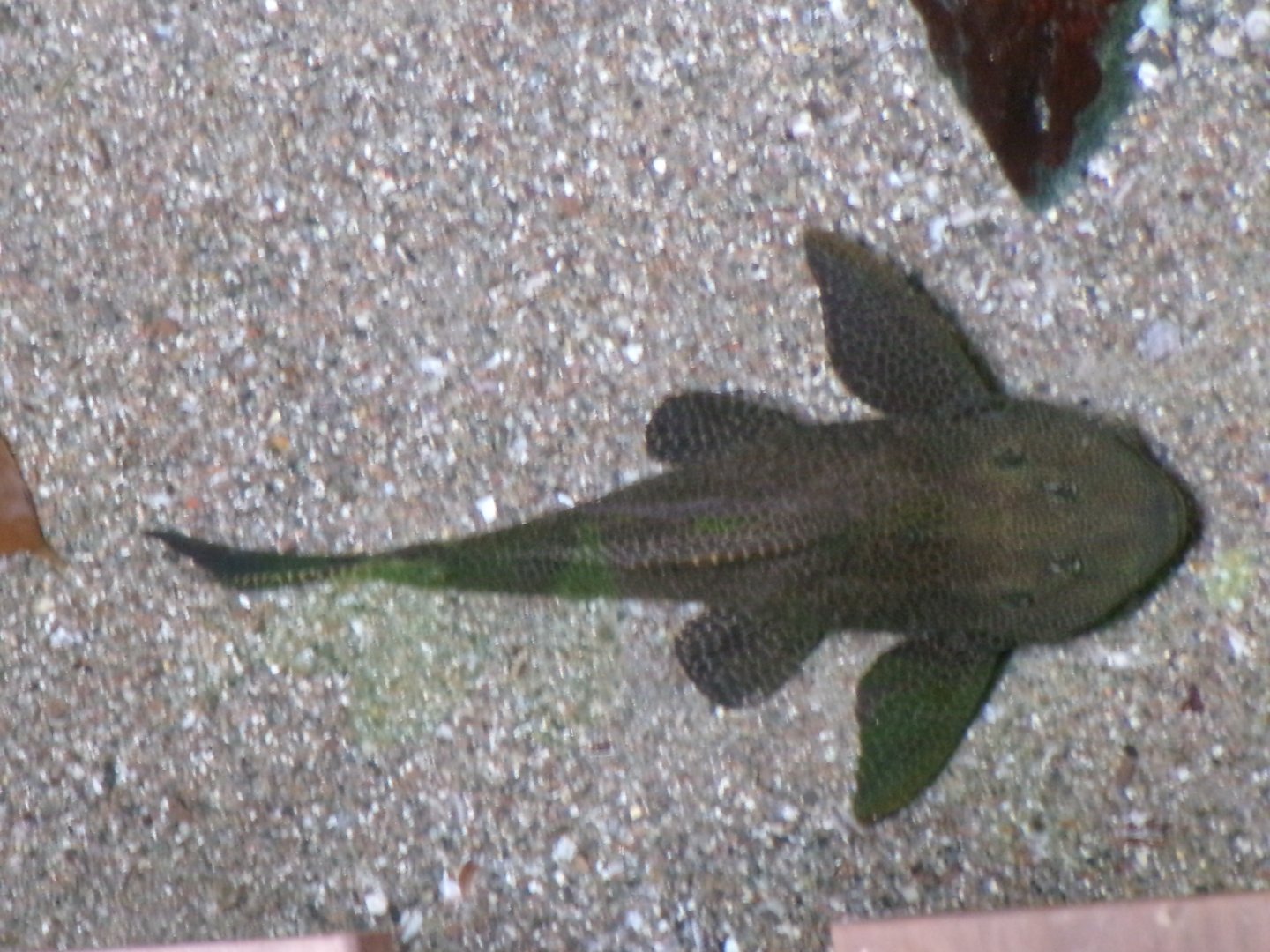 Spotted sailfin pleco