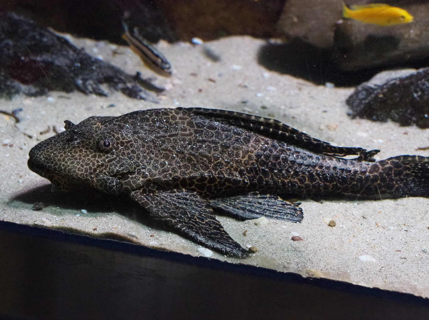 Spotted sailfin suckermouth catfish (Pterygoplichthys gibbiceps), 2019-12-30