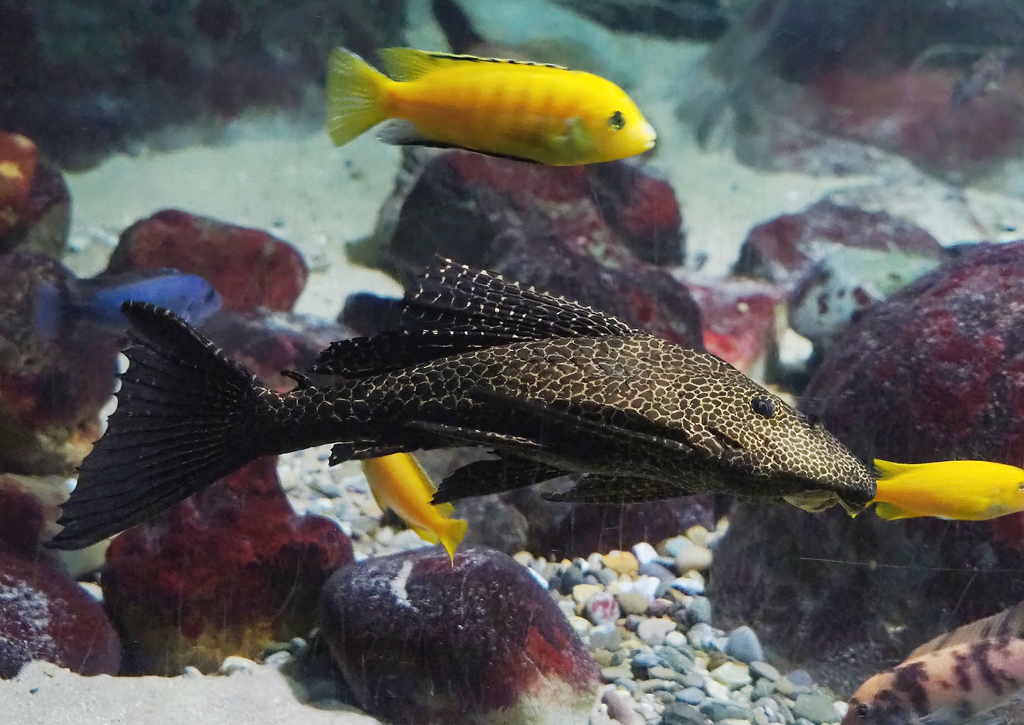 Spotted sailfin suckermouth catfish (Pterygoplichthys gibbiceps, 2023-07-02
