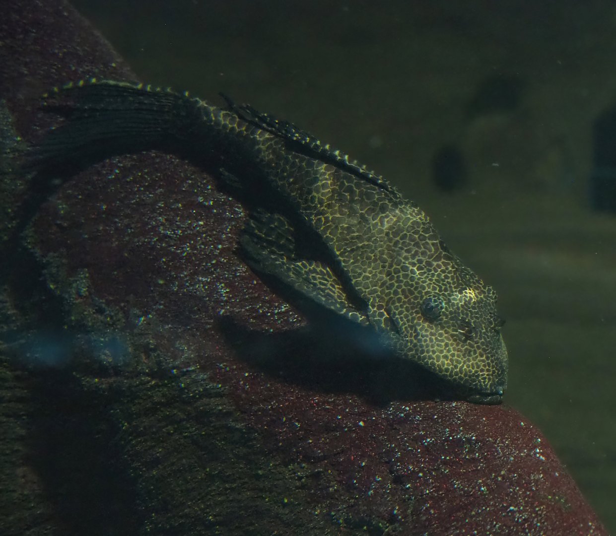 Spotted sailfin suckermouth catfish (Pterygoplichthys gibbiceps), 2024-02-17