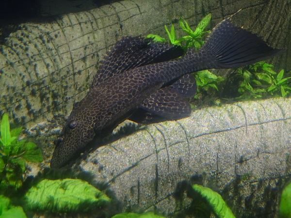 Spotted sailfin suckermouth catfish (Pterygoplichthys gibbiceps)