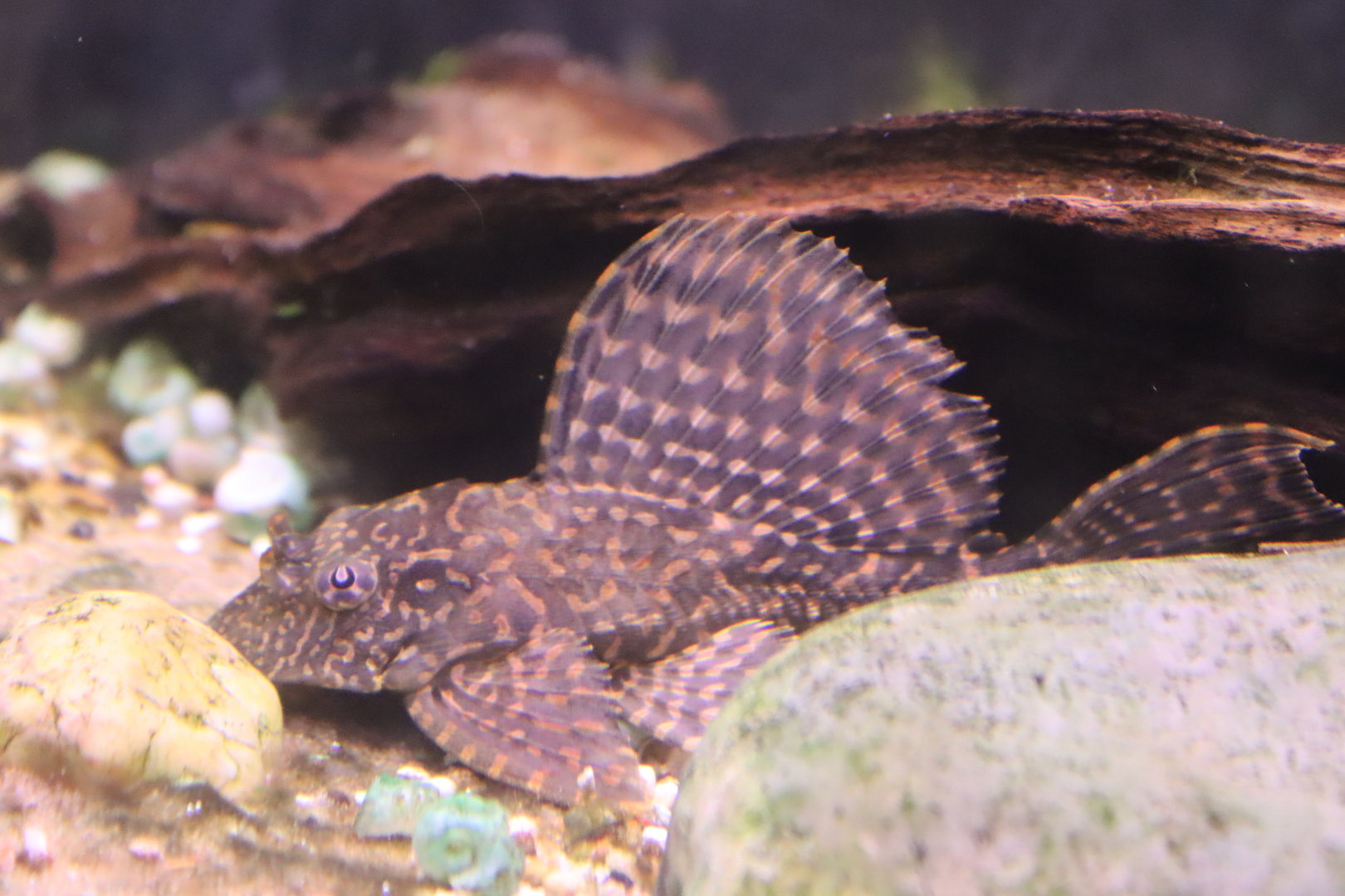 Spotted Sailfin Suckermouth Catfish