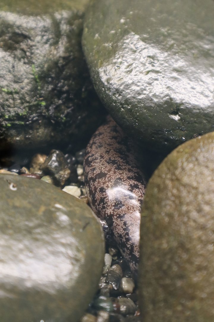 Spotted Salamander (Hynobius sematonotos)