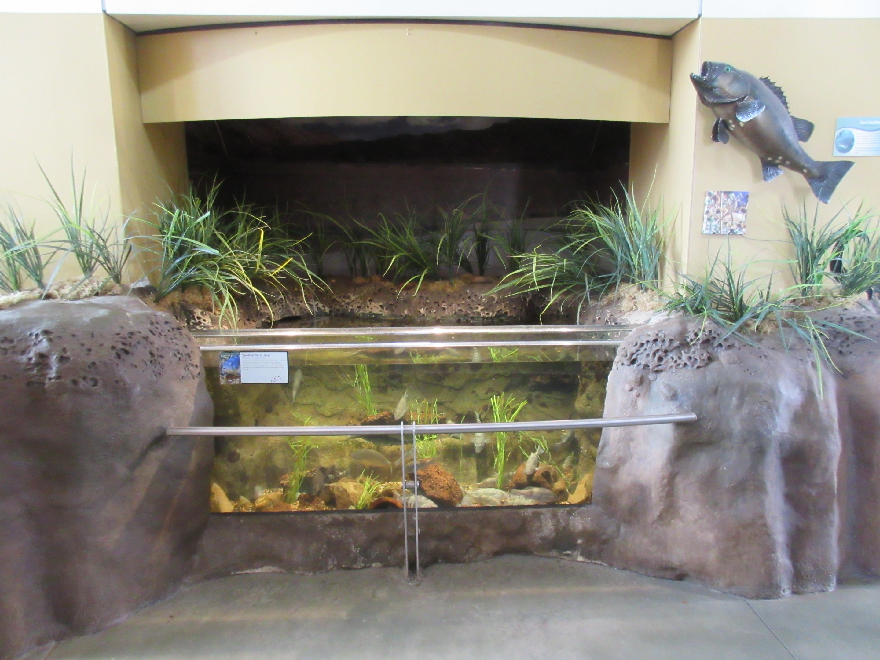 Spotted Sand Bass Exhibit