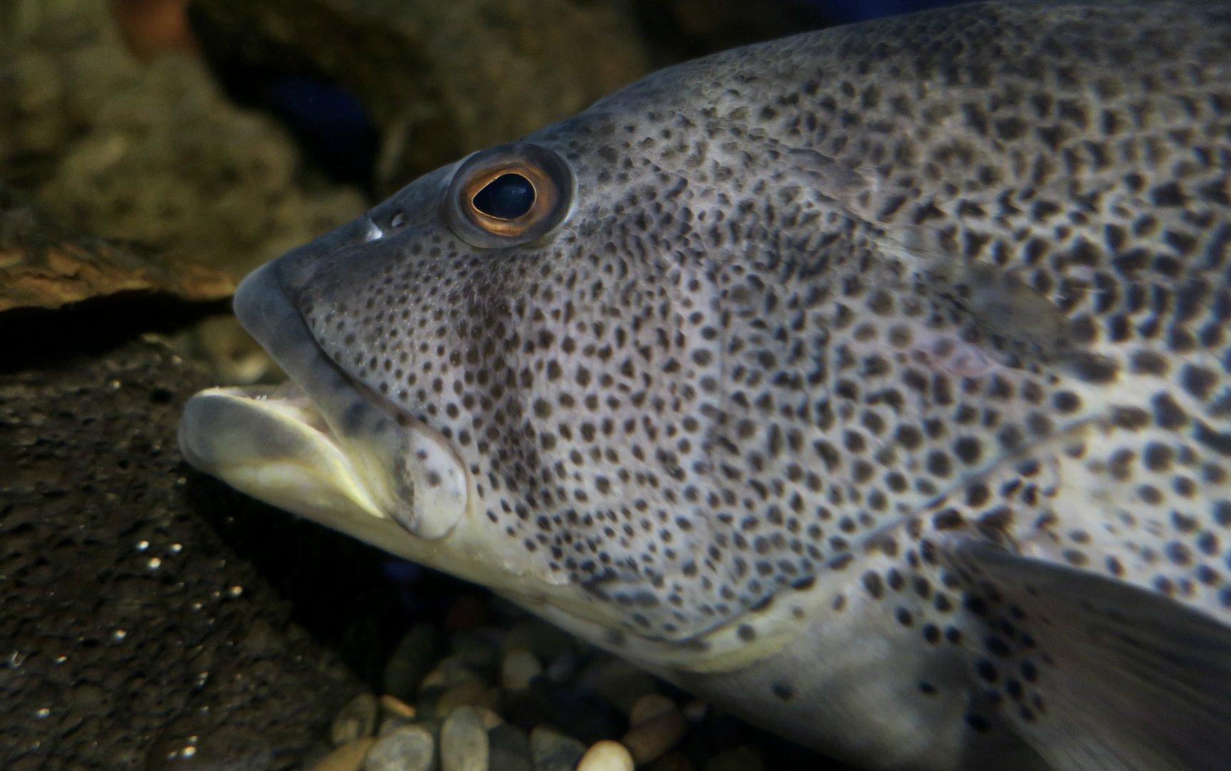 Spotted Sand Bass (Paralabrax maculatofasciatus)