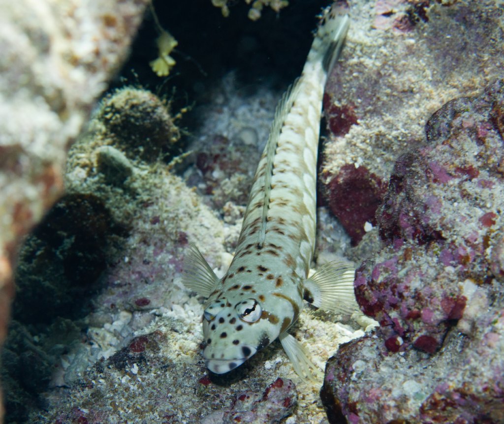 Spotted Sandperch (Parapercis millepunctata)
