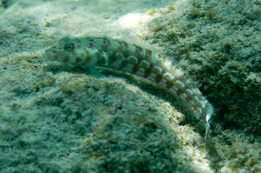 Spotted Sandperch (Parapercis millepunctata)