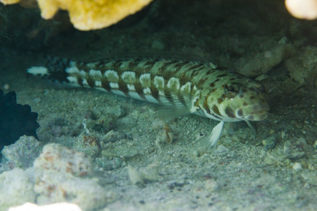 Spotted Sandperch (Parapercis millepunctata)