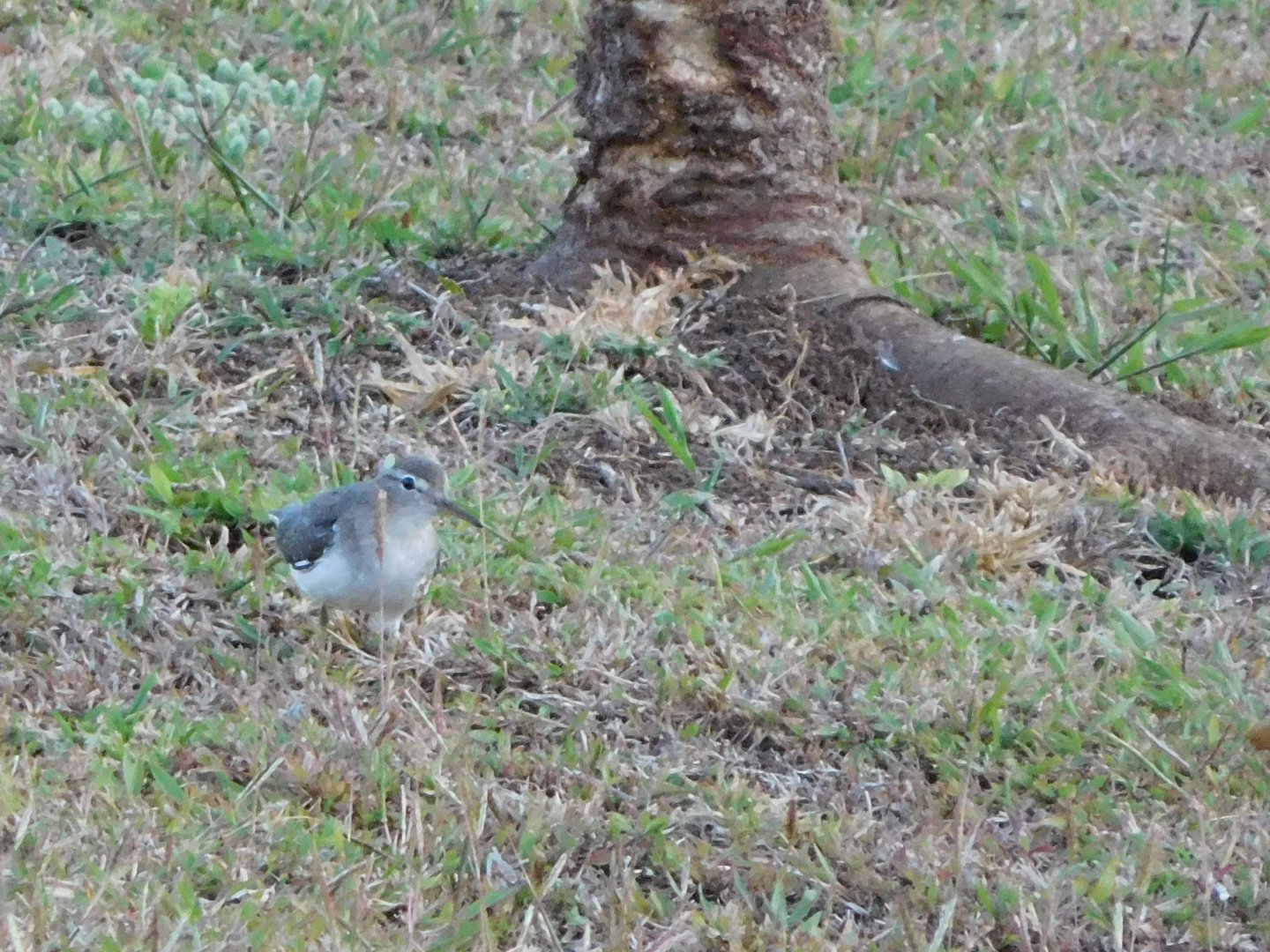 Spotted sandpiper (Actitis macularius)