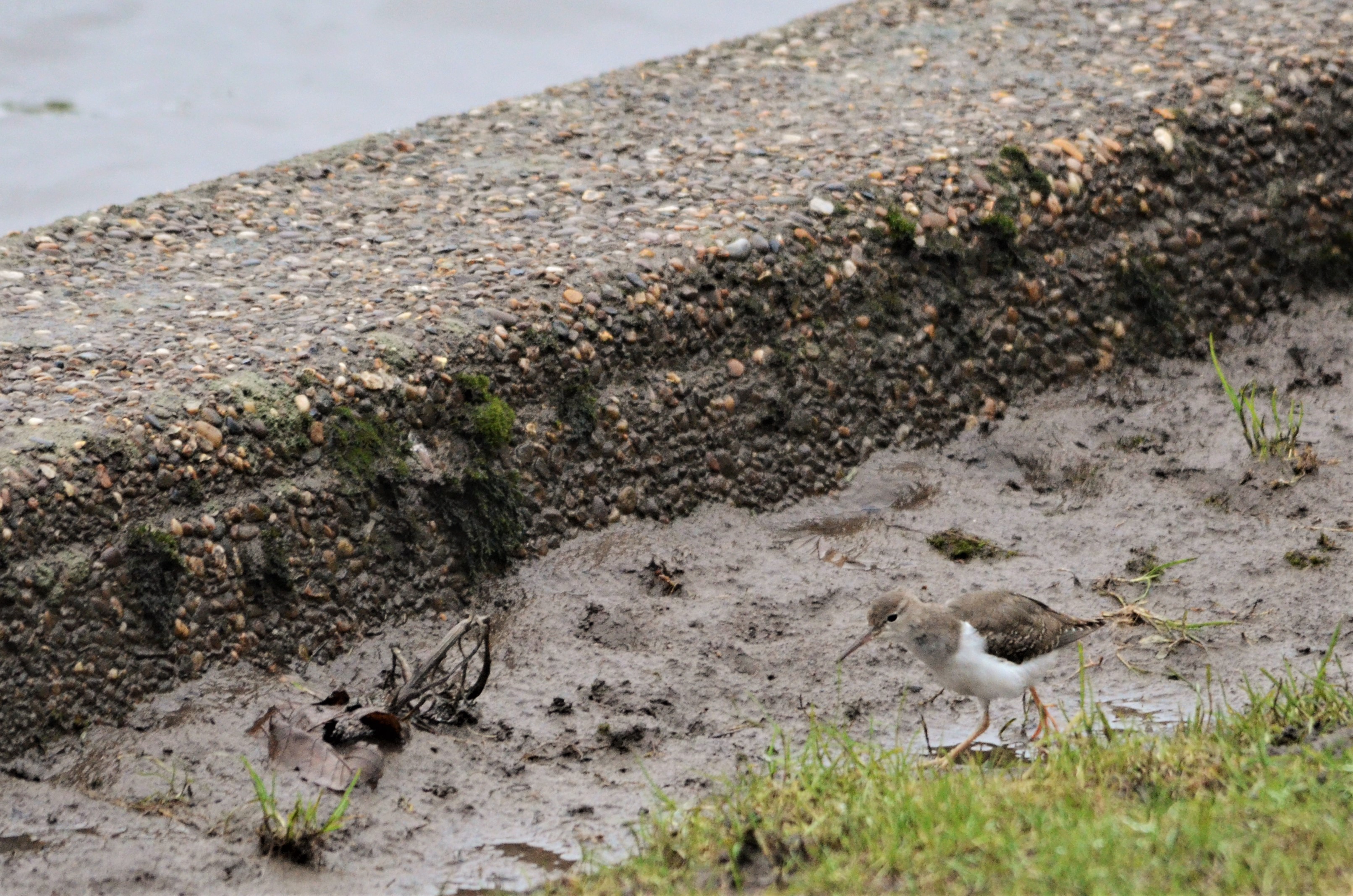 Spotted Sandpiper at Holme Pierrepont, Nottingham, 10/02/18