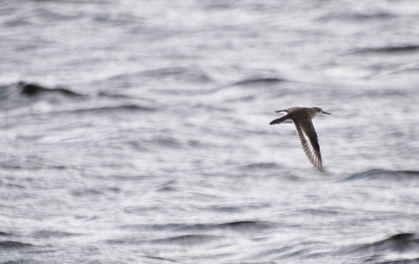 Spotted Sandpiper, Celery Fields, Sarasota, October 2013