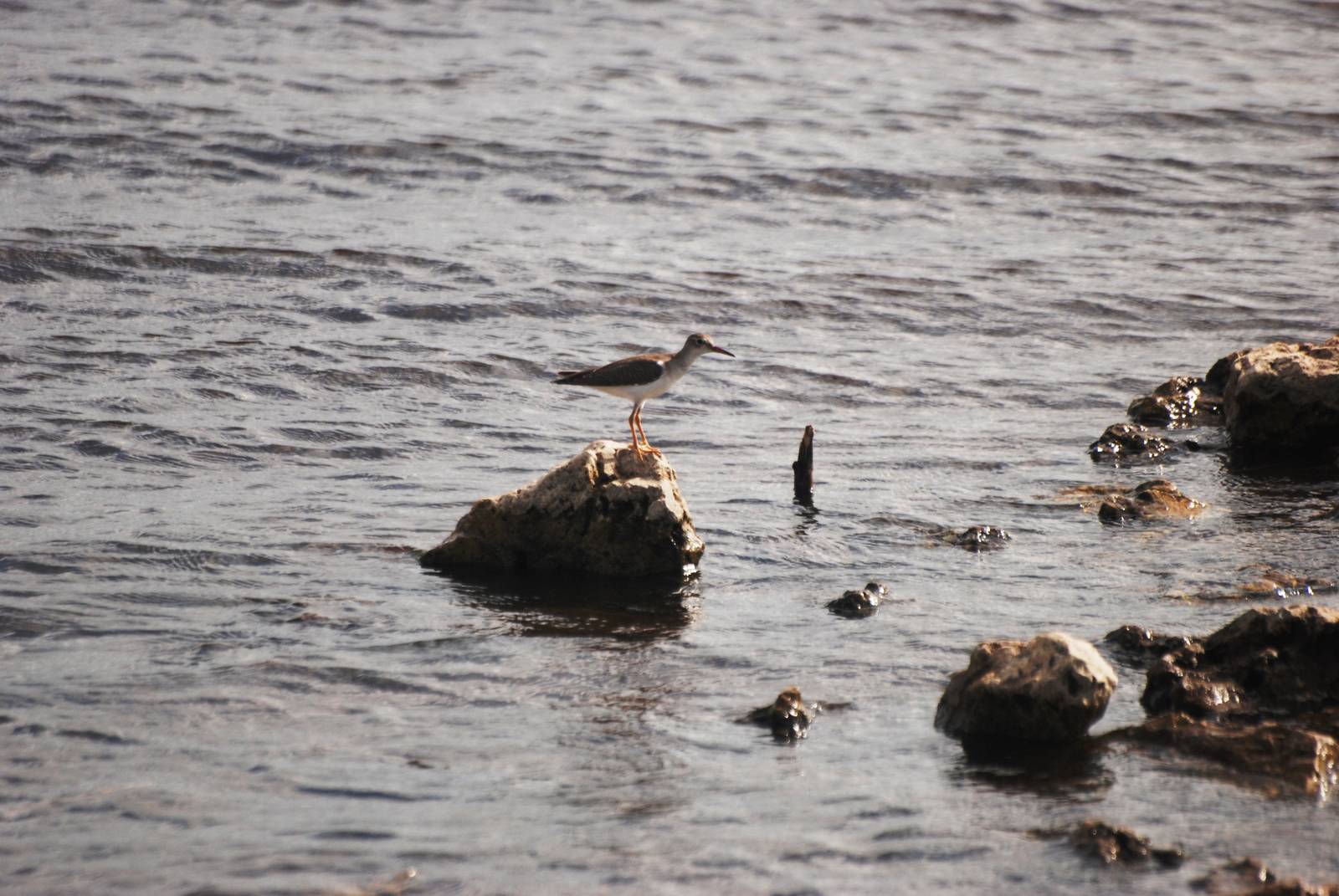 Spotted Sandpiper, Celery Fields, Sarasota, October 2013