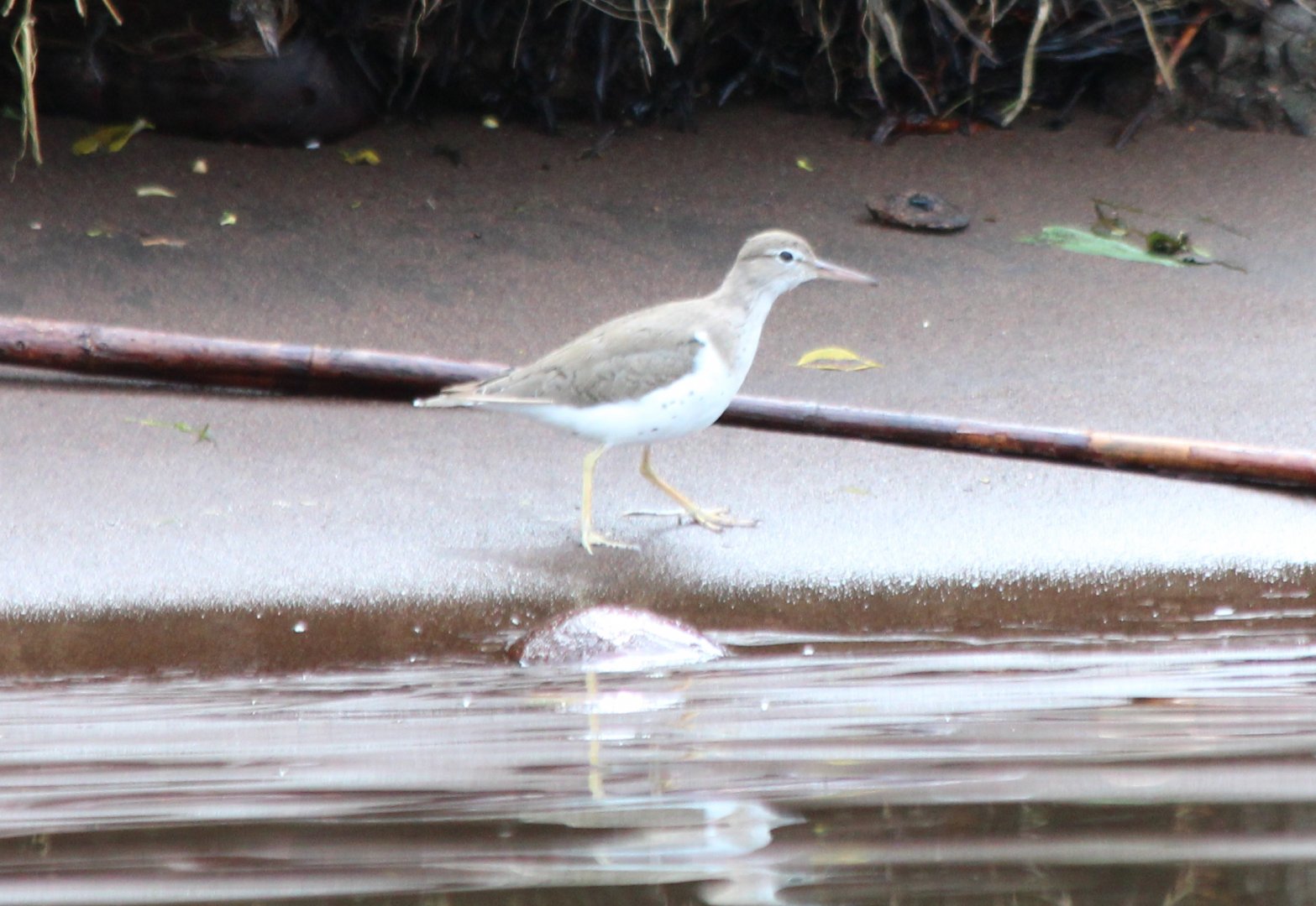 Spotted Sandpiper - Mar 2019