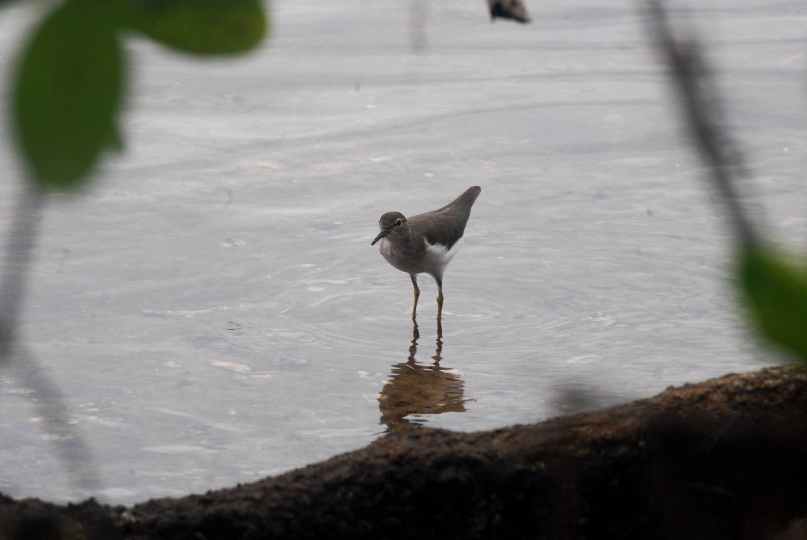 Spotted Sandpiper, Punta Gorda, October 2013