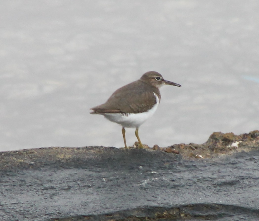 Spotted sandpiper