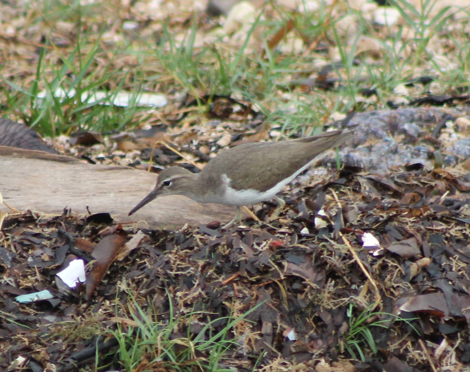 Spotted sandpiper